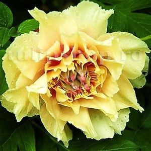 Bulbi Bujori Prairie Charm; STOC EPUIZAT!     Plantarea se face in perioada martie-mai.Va inflori in perioada mai-iunie. Prefera locurile umbrite, dar se descurca bine si in locurile semiumbrite.Inaltimea maxima 60-90 cm.
