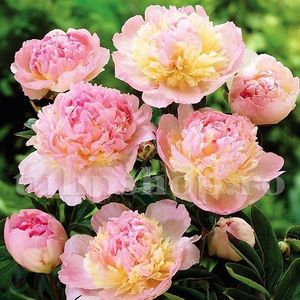 Bulbi Bujori Raspberry Sundae; STOC EPUIZAT!     Plantarea se face in perioada martie-mai.Va inflori in perioada mai-iunie. Prefera locurile umbrite, dar se descurca bine si in locurile semiumbrite.Inaltimea maxima 60-100 cm.
