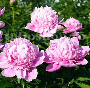 Bulbi Bujori Sarah Bernhardt; STOC EPUIZAT!     Plantarea se face in perioada martie-mai.Va inflori in perioada mai-iunie. Prefera locurile umbrite, dar se descurca bine si in locurile semiumbrite.Inaltimea maxima 60-90 cm.
