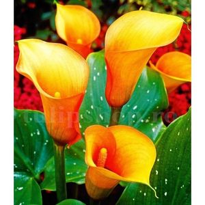 Bulbi Cala Mango; STOC EPUIZAT!     Plantarea se face in perioada martie-mai.Va inflori in perioada iunie-august. Prefera locurile insorite.Inaltimea maxima 40-60 cm.
