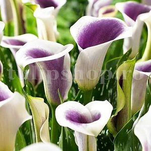 Bulbi Cala Picasso; STOC EPUIZAT!     Plantarea se face in perioada martie-mai.Va inflori in perioada iunie-august. Prefera locurile insorite.Inaltimea maxima 40-60 cm.
