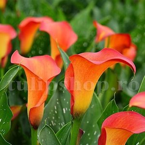 Bulbi Cala Red Alert; STOC EPUIZAT!    Plantarea se face in perioada martie-mai.Va inflori in perioada iunie-august. Prefera locurile insorite.Inaltimea maxima 40-60 cm.
