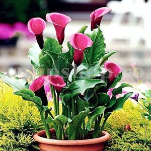 Bulbi Cala Rose Queen; STOC EPUIZAT!     Plantarea se face in perioada martie-mai.Va inflori in perioada iunie-august. Prefera locurile insorite.Inaltimea maxima 40-60 cm.

