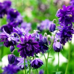 Bulbi Caldarusa Blue Barlow; STOC EPUIZAT!     Plantarea se face in perioada martie-mai.Va inflori in perioada mai-iulie. Prefera zonele umbrite si racoroase.Inaltimea maxima 50-70 cm.
