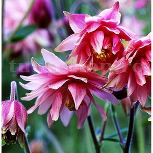 Bulbi Caldarusa Pink Barlow; STOC EPUIZAT!     Plantarea se face in perioada martie-mai.Va inflori in perioada mai-iulie. Prefera zonele umbrite si racoroase.Inaltimea maxima 50-70 cm.
