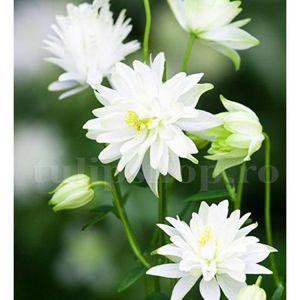 Bulbi Caldarusa White Barlow; STOC EPUIZAT!    Plantarea se face in perioada martie-mai.Va inflori in perioada mai-iulie. Prefera zonele umbrite si racoroase.Inaltimea maxima 50-70 cm.
