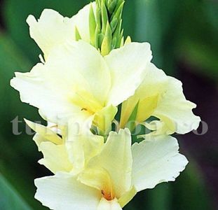 Bulbi Canna Alaska; STOC EPUIZAT!     Plantarea se face in perioada martie-mai.Va inflori in perioada iunie-septembrie.Pentru a inflori are nevoie de soare plin.Inaltimea maxima 90-100 cm.
