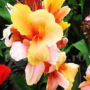 Bulbi Canna Angel Martin; STOC EPUIZAT!     Plantarea se face in perioada martie-mai.Va inflori in perioada iunie-septembrie.Pentru a inflori are nevoie de soare plin.Inaltimea maxima 60-80 cm.
