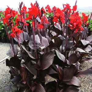 Bulbi Canna Black Knight; STOC EPUIZAT!     Plantarea se face in perioada martie-mai.Va inflori in perioada iunie-septembrie.Pentru a inflori are nevoie de soare plin.Inaltimea maxima 120-150 cm.
