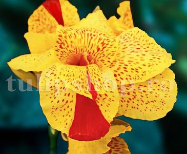 Bulbi Canna Cleopatra; STOC EPUIZAT!     Plantarea se face in perioada martie-mai.Va inflori in perioada iunie-septembrie.Pentru a inflori are nevoie de soare plin.Inaltimea maxima 120-150 cm.
