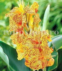Bulbi Canna En Avant; STOC EPUIZAT!     Plantarea se face in perioada martie-mai.Va inflori in perioada iunie-septembrie.Pentru a inflori are nevoie de soare plin.Inaltimea maxima 80-100 cm.
