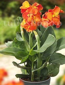 Bulbi Canna Happy Cleo; STOC EPUIZAT!     Plantarea se face in perioada martie-mai.Va inflori in perioada iunie-septembrie.Pentru a inflori are nevoie de soare plin.Inaltimea maxima 40-50 cm.
