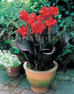 Bulbi Canna Happy Julia; STOC EPUIZAT!     Plantarea se face in perioada martie-mai.Va inflori in perioada iunie-septembrie.Pentru a inflori are nevoie de soare plin.Inaltimea maxima 40-50 cm.

