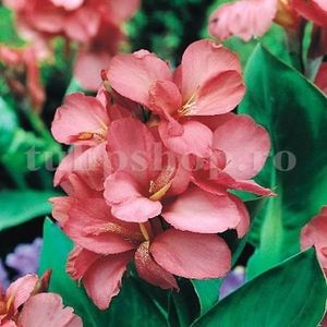 Bulbi Canna Orchid; STOC EPUIZAT!     Plantarea se face in perioada martie-mai.Va inflori in perioada iunie-septembrie.Pentru a inflori are nevoie de soare plin.Inaltimea maxima 100-120 cm.
