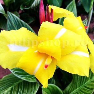 Bulbi Canna Striped Beauty; STOC EPUIZAT!    Plantarea se face in perioada martie-mai.Va inflori in perioada iunie-septembrie.Pentru a inflori are nevoie de soare plin.Inaltimea maxima 90-100 cm.
