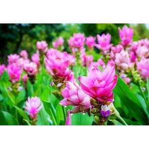 Bulbi Curcuma Rose; STOC EPUIZAT!     Plantarea se face in perioada martie-mai.Va inflori in perioada iunie-septembrie.Pentru a inflori are nevoie de soare plin.Inaltimea maxima 50-60 cm.
