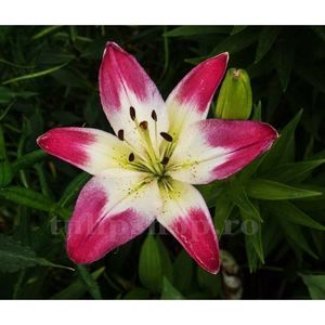 Bulbi Crin Lollypop; STOC EPUIZAT!     Plantarea se face in perioada martie-mai.Va inflori in perioada iunie-august.Pentru a inflori bogat trebuie sa stea in zonele insorite sau semiumbrite.Inaltimea maxima 70-90 cm.

