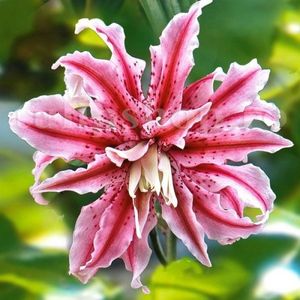 Bulbi Crin Magic Star; STOC EPUIZAT!     Plantarea se face in perioada martie-mai.Va inflori in perioada iunie-august.Pentru a inflori bogat trebuie sa stea in zonele insorite sau semiumbrite.Inaltimea maxima 80-100 cm.
