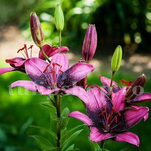 Bulbi Crin Purple Eye; STOC EPUIZAT!     Plantarea se face in perioada martie-mai.Va inflori in perioada iunie-august.Pentru a inflori bogat trebuie sa stea in zonele insorite sau semiumbrite.Inaltimea maxima 90-100 cm.
