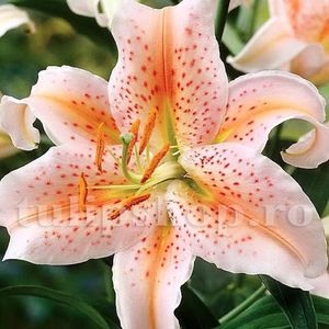 Bulbi Crin Salmon Star; STOC EPUIZAT!     Plantarea se face in perioada martie-mai.Va inflori in perioada mai-iulie.Pentru a inflori bogat trebuie sa stea in zonele insorite sau semiumbrite.Inaltimea maxima 80-90 cm.
