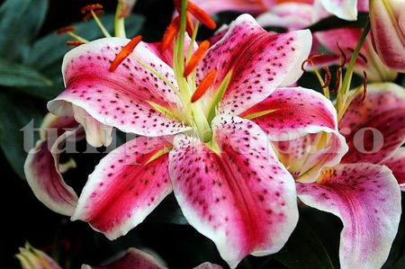 Bulbi Crin Stargazer; STOC EPUIZAT!     Plantarea se face in perioada martie-mai.Va inflori in perioada mai-iulie.Pentru a inflori bogat trebuie sa stea in zonele insorite sau semiumbrite.Inaltimea maxima 80-90 cm.
