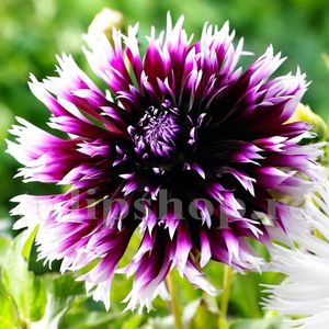 Bulbi Dalia Alauna Clair-Obscur; STOC EPUIZAT!     Plantarea se face in perioada martie-mai.Va inflori in perioada iunie-octombrie.Pentru a inflori bogat trebuie sa stea in zonele insorite sau semiumbrite.Inaltimea maxima 90-110 cm
