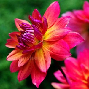 Bulbi Dalia Fire Pot; STOC EPUIZAT!    Plantarea se face in perioada martie-mai.Va inflori in perioada iunie-octombrie.Pentru a inflori bogat trebuie sa stea in zonele insorite sau semiumbrite.Inaltimea maxima 80-100 cm
