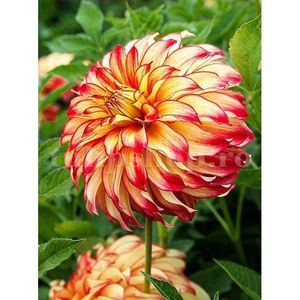 Bulbi Dalia Lady Darlene; STOC EPUIZAT!     Plantarea se face in perioada martie-mai.Va inflori in perioada iunie-octombrie.Pentru a inflori bogat trebuie sa stea in zonele insorite sau semiumbrite.Inaltimea maxima 90-110 cm
