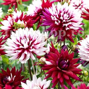 Bulbi Dalia Rebeccas World; STOC EPUIZAT!     Plantarea se face in perioada martie-mai.Va inflori in perioada iunie-octombrie.Pentru a inflori bogat trebuie sa stea in zonele insorite sau semiumbrite.Inaltimea maxima 90-110 cm
