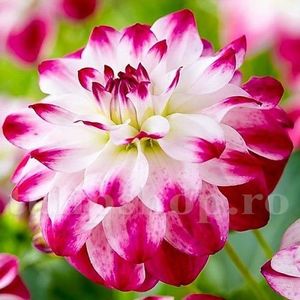 Bulbi Dalia Saint Martin; STOC EPUIZAT!    Plantarea se face in perioada martie-mai.Va inflori in perioada iunie-octombrie.Pentru a inflori bogat trebuie sa stea in zonele insorite sau semiumbrite.Inaltimea maxima 90-110 cm
