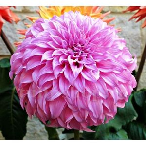 Bulbi Dalia Vassio Meggos; STOC EPUIZAT!    Plantarea se face in perioada martie-mai.Va inflori in perioada iunie-octombrie.Pentru a inflori bogat trebuie sa stea in zonele insorite sau semiumbrite.Inaltimea maxima 90-110 cm
