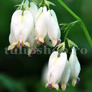 Bulbi Dicentra Formosa Aurora; STOC EPUIZAT!     Plantarea se face in perioada martie-mai.Va inflori in perioada mai-iulie.Pentru a inflori bogat trebuie sa stea in zonele umbrite sau semiumbrite.Inaltimea maxima 60-70 cm.
