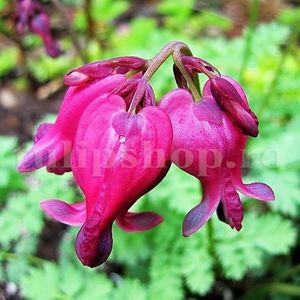 Bulbi Dicentra Formosa Bacchannal; STOC EPUIZAT!     Plantarea se face in perioada martie-mai.Va inflori in perioada mai-iulie.Pentru a inflori bogat trebuie sa stea in zonele umbrite sau semiumbrite.Inaltimea maxima 60-70 cm.
