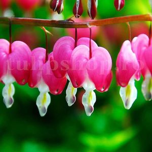 Bulbi Dicentra Spectabilis; STOC EPUIZAT!     Plantarea se face in perioada martie-mai.Va inflori in perioada mai-iulie.Pentru a inflori bogat trebuie sa stea in zonele umbrite sau semiumbrite.Inaltimea maxima 60-70 cm.
