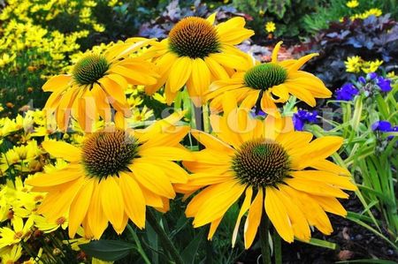 Bulbi Echinacea Day Dream; STOC EPUIZAT!     Plantarea se face in perioada martie-mai.Va inflori in perioada iunie-septembrie.Pentru a inflori bogat trebuie sa stea in plin soare.Inaltimea maxima 60-90 cm.
