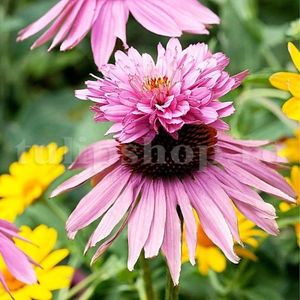 Bulbi Echinacea Double Decker; STOC EPUIZAT!     Plantarea se face in perioada martie-mai.Va inflori in perioada iunie-septembrie.Pentru a inflori bogat trebuie sa stea in plin soare.Inaltimea maxima 60-90 cm.
