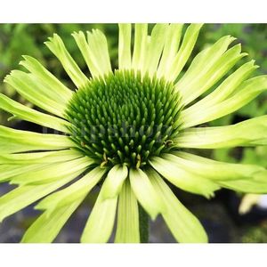 Bulbi Echinacea Green Jewel; STOC EPUIZAT!    Plantarea se face in perioada martie-mai.Va inflori in perioada iunie-septembrie.Pentru a inflori bogat trebuie sa stea in plin soare.Inaltimea maxima 60-90 cm.
