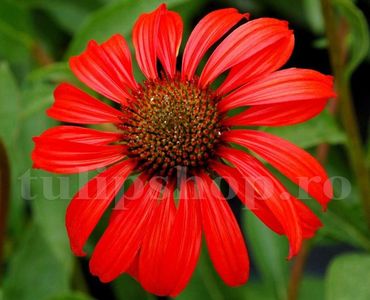 Bulbi Echinacea Red Magnus; STOC EPUIZAT!     Plantarea se face in perioada martie-mai.Va inflori in perioada iunie-septembrie.Pentru a inflori bogat trebuie sa stea in plin soare.Inaltimea maxima 60-90 cm.
