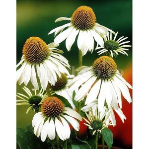 Bulbi Echinacea White Swan; STOC EPUIZAT!    Plantarea se face in perioada martie-mai.Va inflori in perioada iunie-septembrie.Pentru a inflori bogat trebuie sa stea in plin soare.Inaltimea maxima 60-90 cm.
