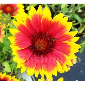 Bulbi Gaillardia Kobold; STOC EPUIZAT!     Plantarea se face in perioada martie-mai.Va inflori in perioada iunie-septembrie.Pentru a inflori bogat trebuie sa stea in plin soare.Inaltimea maxima 30-40 cm.
