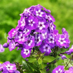Bulbi Flox Laura; STOC EPUIZAT!    Plantarea se face in perioada martie-mai.Va inflori in perioada iunie-august.Pentru a inflori bogat trebuie sa stea in zonele insorite sau semiumbrite.Inaltimea maxima 80-110 cm.
