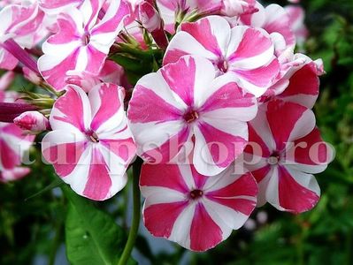 Bulbi Flox Peppermint Twist; STOC EPUIZAT!    Plantarea se face in perioada martie-mai.Va inflori in perioada iunie-august.Pentru a inflori bogat trebuie sa stea in zonele insorite sau semiumbrite.Inaltimea maxima 80-110 cm.
