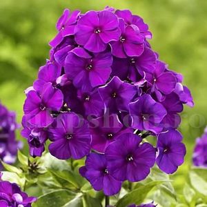 Bulbi Flox Purple Flame; STOC EPUIZAT!     Plantarea se face in perioada martie-mai.Va inflori in perioada iunie-august.Pentru a inflori bogat trebuie sa stea in zonele insorite sau semiumbrite.Inaltimea maxima 80-110 cm.
