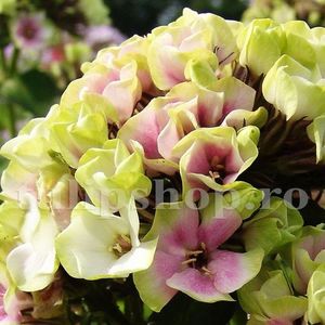 Bulbi Flox Sherbet Blend; STOC EPUIZAT!     Plantarea se face in perioada martie-mai.Va inflori in perioada iunie-august.Pentru a inflori bogat trebuie sa stea in zonele insorite sau semiumbrite.Inaltimea maxima 80-110 cm.
