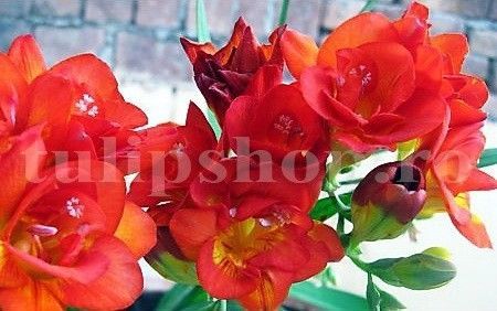 Bulbi Frezie Dubla Rosie; STOC EPUIZAT!     Plantarea se face in perioada martie-mai.Va inflori in perioada iunie-august.Pentru a inflori bogat trebuie sa stea in zonele insorite sau semiumbrite.Inaltimea maxima 30-50 cm.
