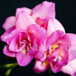 Bulbi Frezie Dubla Roz; STOC EPUIZAT!     Plantarea se face in perioada martie-mai.Va inflori in perioada iunie-august.Pentru a inflori bogat trebuie sa stea in zonele insorite sau semiumbrite.Inaltimea maxima 30-50 cm.
