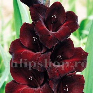 Bulbi Gladiole Black Star; STOC EPUIZAT!     Plantarea se face in perioada martie-mai.Va inflori in perioada iunie-august.Prefera zonele insorite sau semiumbrite.Inaltimea maxima 100-120 cm.
