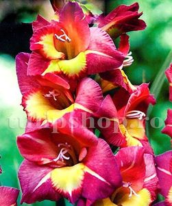 Bulbi Gladiole Brescia; STOC EPUIZAT!     Plantarea se face in perioada martie-mai.Va inflori in perioada iunie-august.Prefera zonele insorite sau semiumbrite.Inaltimea maxima 100-120 cm.

