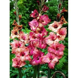 Bulbi Gladiole Brunette; STOC EPUIZAT!     Plantarea se face in perioada martie-mai.Va inflori in perioada iunie-august.Prefera zonele insorite sau semiumbrite.Inaltimea maxima 100-120 cm.
