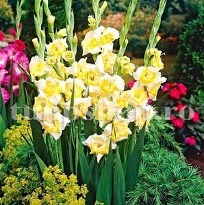 Bulbi Gladiole Buggy; STOC EPUIZAT!     Plantarea se face in perioada martie-mai.Va inflori in perioada iunie-august.Prefera zonele insorite sau semiumbrite.Inaltimea maxima 90-110 cm.
